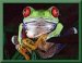 frog53's Avatar