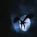 Night Eagle's Avatar